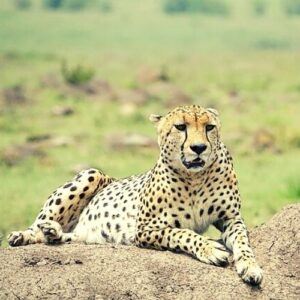 Maasai Mara 7 cheetah masai mara