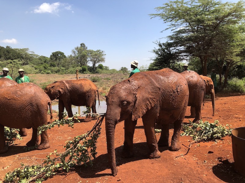 10 Top Tourist Attractions in Kenya 7 David Sheldrick Animal Orphanage top Nairobi Attraction