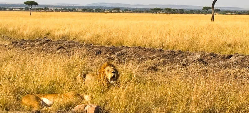10 Top Tourist Attractions in Kenya 2 Maasai Mara National Park