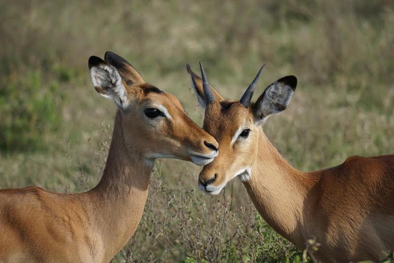 10 Top Tourist Attractions in Kenya 5 Nairobi National Park Kenya attraction