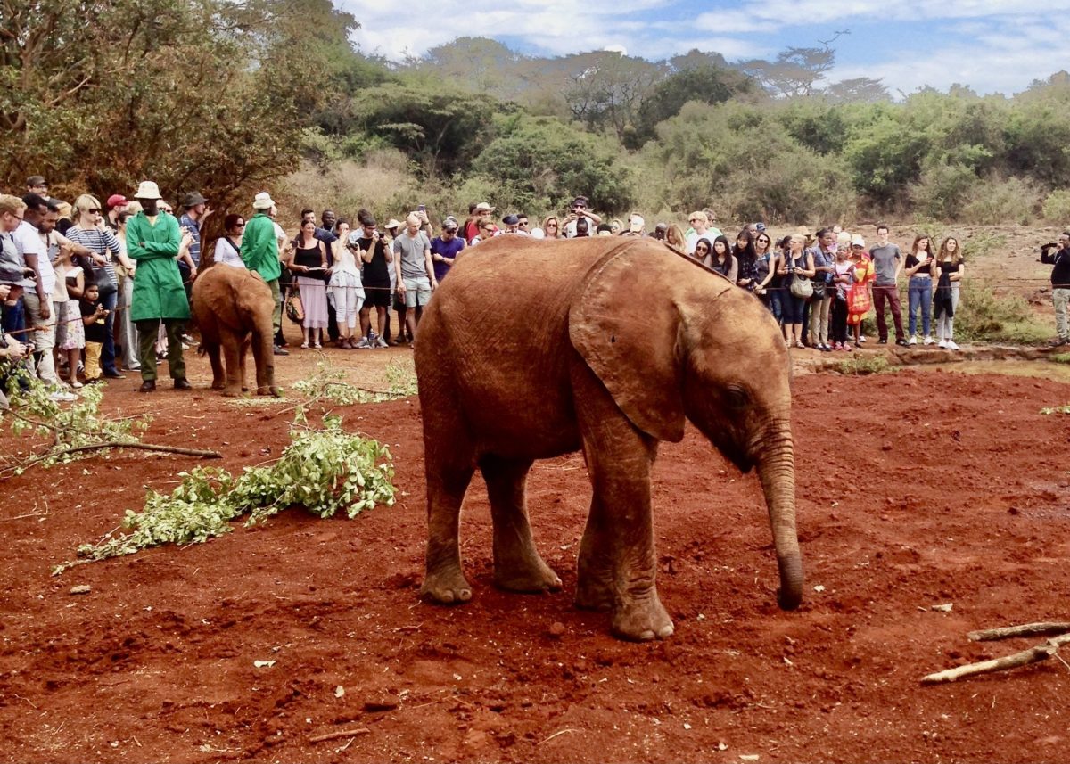 15 Best day trips from Nairobi 15 david sheldrick wildlife trust elephant orphanage nairobi