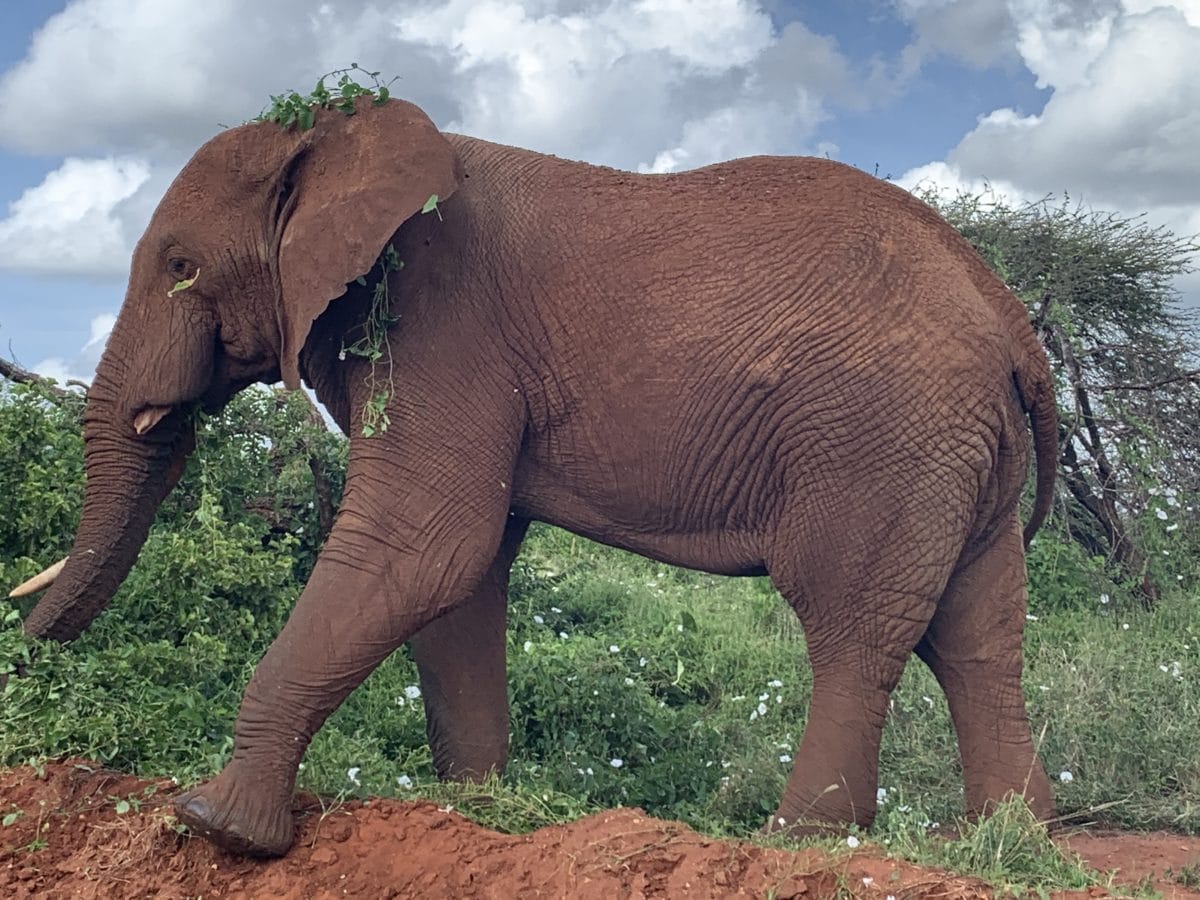 A Kenya safari – what can you expect? 5 Elephants on a Kenyan safari