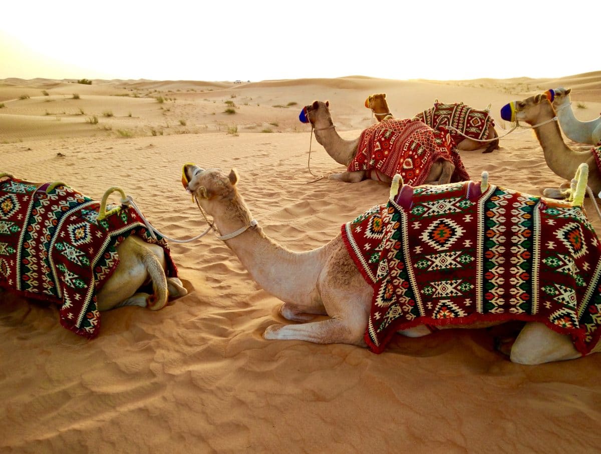 A Kenya safari – what can you expect? 9 camel safari in kenya