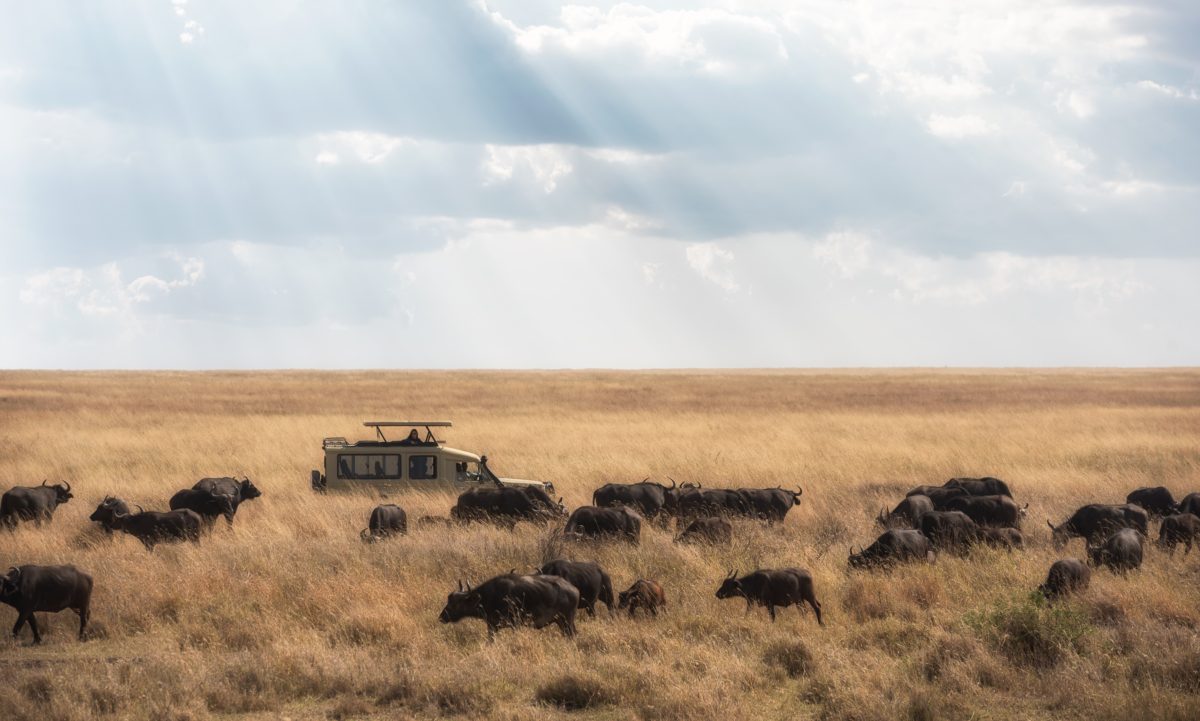 A Kenya safari – what can you expect? 6 Wildebeest migration safari in Kenya