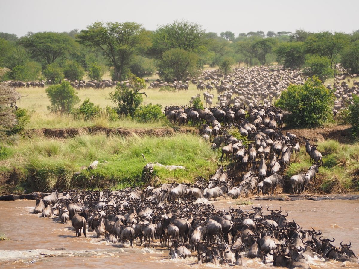 A Kenya safari – what can you expect? 8 Great Migration Kenya safari