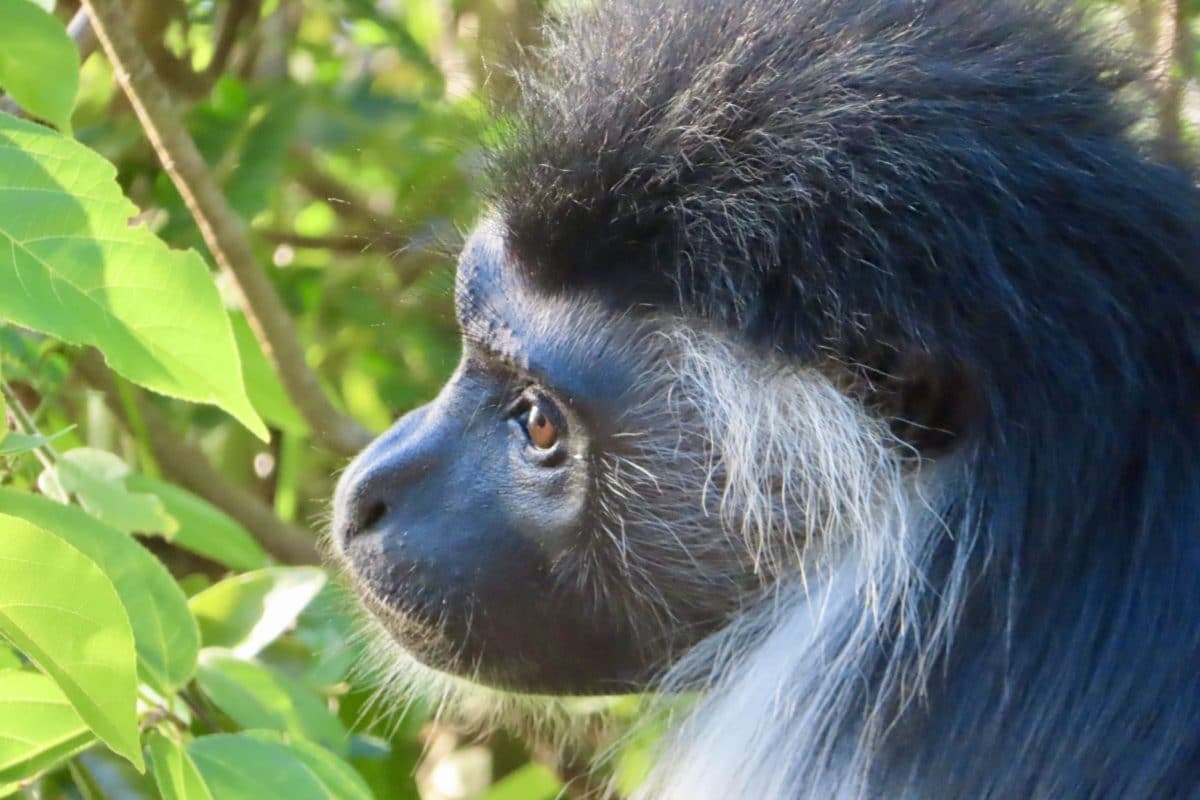 Sands at Chale Island Resort – Private Island in Kenya 3 Colobus Monkey