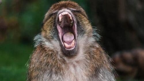 Hurry Sickness - why slowing down is the right thing to do 2 screaming baboon