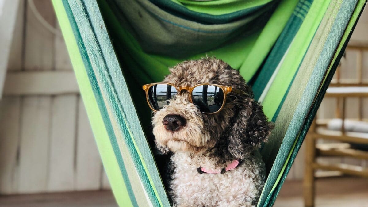 Hurry Sickness - why slowing down is the right thing to do 3 chilled dog