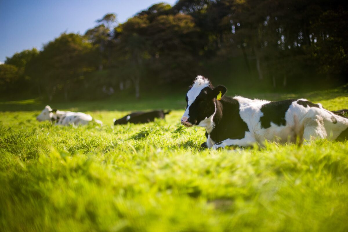 Your shopping list of locally sourced, organic Foods in Kenya 3 organic food kenya beef