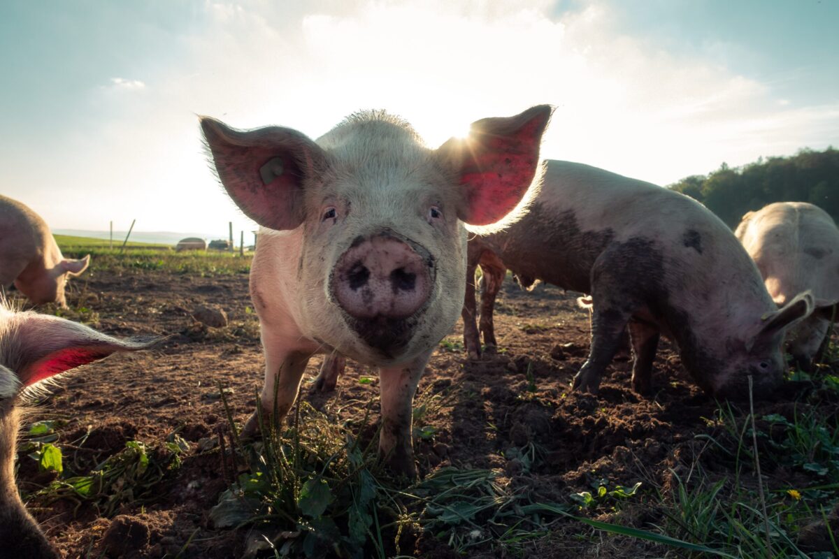 Your shopping list of locally sourced, organic Foods in Kenya 4 Organic food Kenya