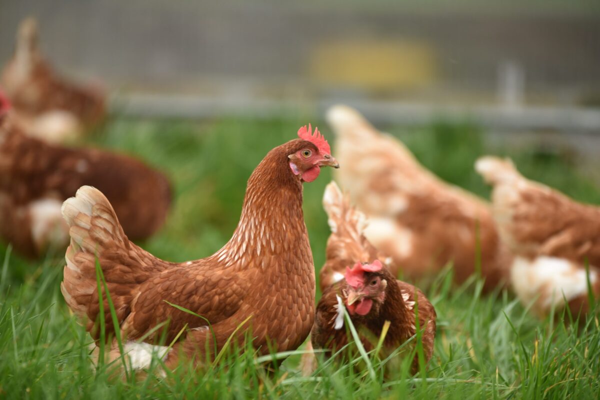 Your shopping list of locally sourced, organic Foods in Kenya 5 organic foods in Kenya chicken