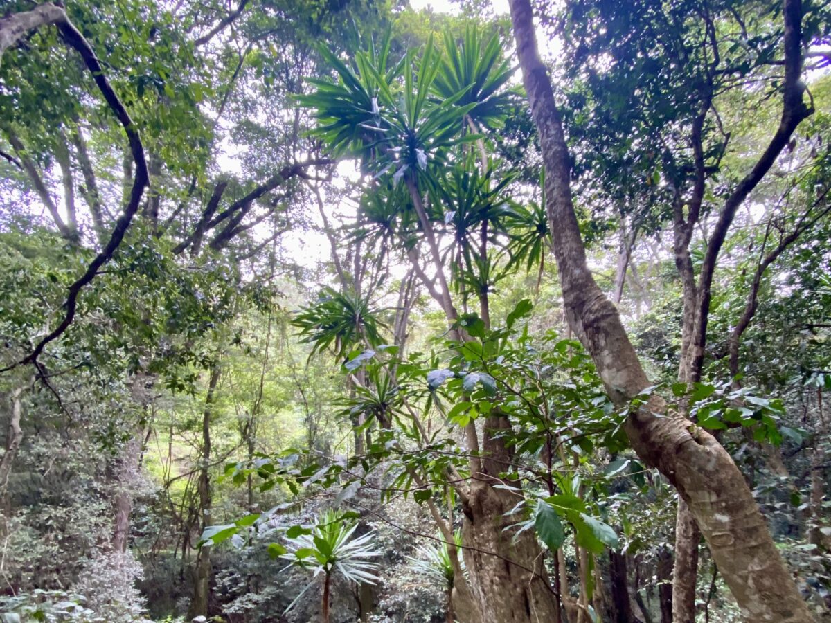 The Best Guide to Karura Forest Nairobi 2 Karura Forest Nairobi everything you need to know