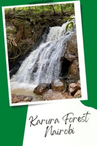 The Best Guide to Karura Forest Nairobi 5 Neutral Color Minimalist Bog Post Pinterest Pin 2
