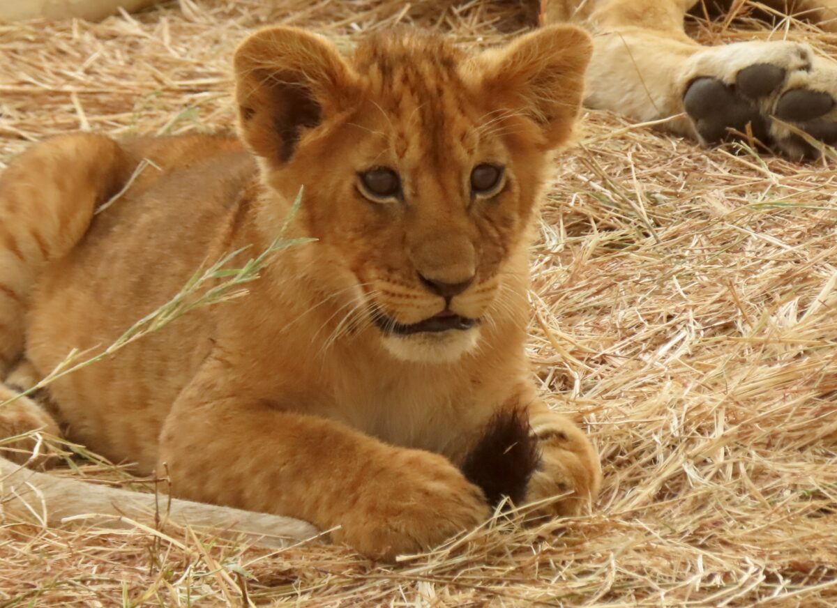 2022 UPDATE: Why Choose a Self Drive Safari Kenya 8 self drive safari kenya