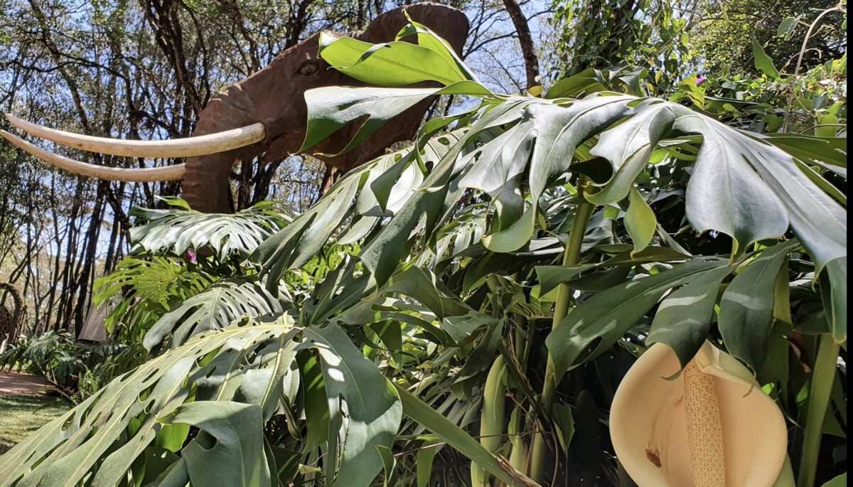 Expat Guide to Karen Nairobi 2024 9 Matbronze