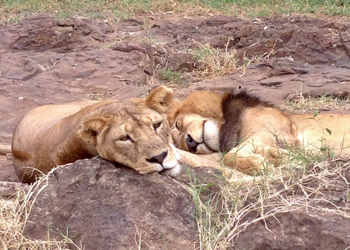 Expat Guide to Karen Nairobi 2024 29 safari walk nairobi national park