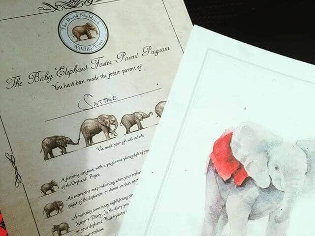 Expat Guide to Karen Nairobi 2024 23 david sheldrick