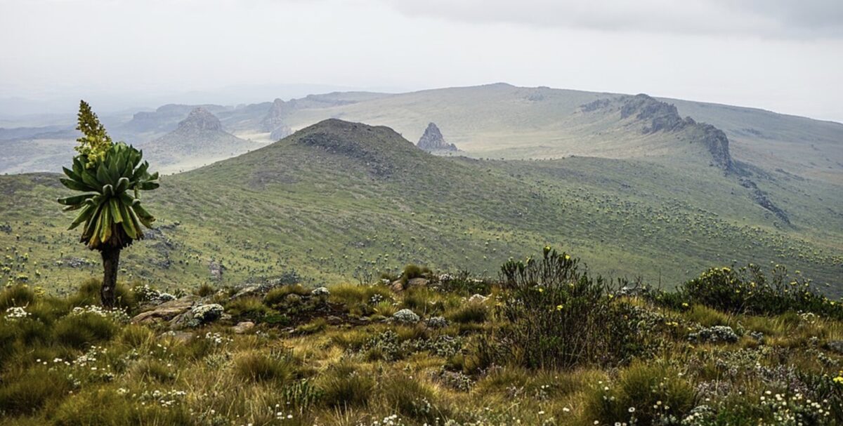 Exploring the Aberdares National Park Kenya 1 Aberdares National Park