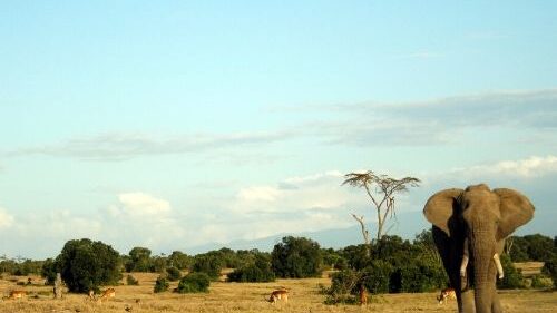 11 Off The Beaten Track Destinations in Kenya 2024 3 safari at ol pejeta conservancy