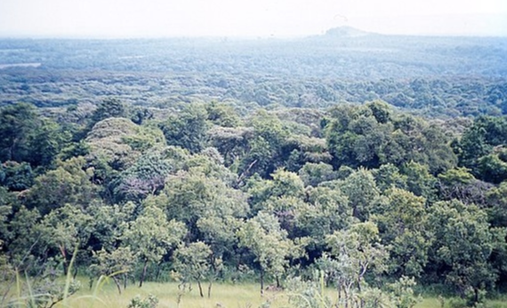 11 Off The Beaten Track Destinations in Kenya 2024 6 Kakamega forest
