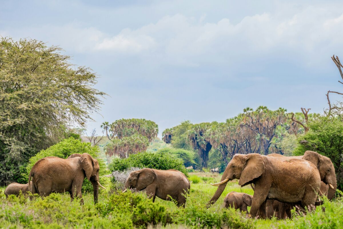 Elephants at Samburu National Reserve Elephants at Samburu National Reserve