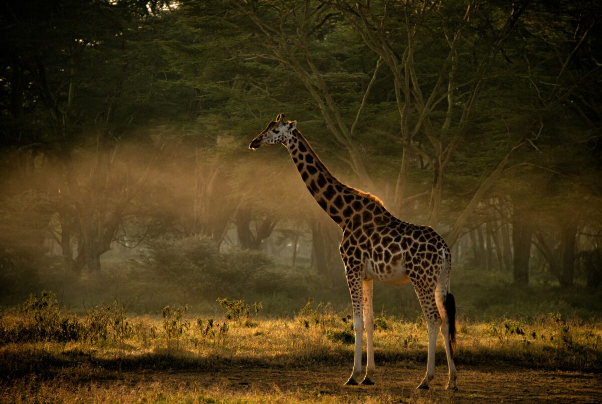 Escape the Crowds - Safari at Samburu National Reserve Kenya 4 Giraffe at Samburu National Reserve