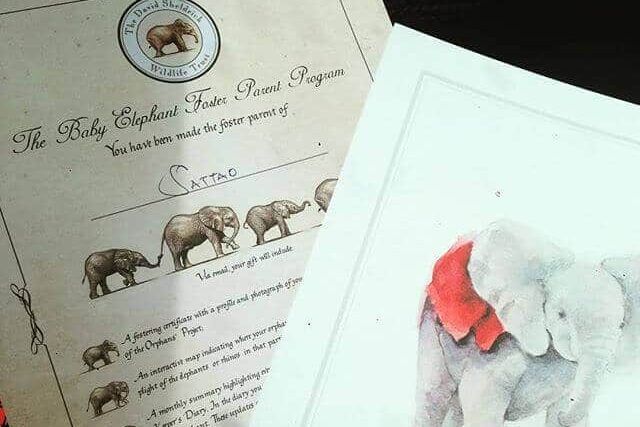 32 Insider Things To Do in Nairobi - 2024 5 David Sheldrick Wildlfe Trust Nairobi