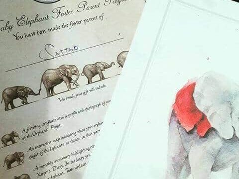 39 Unmissable Tourist Attractions in Kenya - 2024 8 david sheldrick wildlife trust places to visit in Kenya