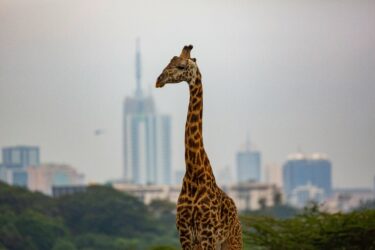 3 Days In Nairobi Itinerary and Travel Guide 2024 3 evans dims 9gFshR2w1iw unsplash 1