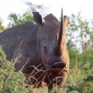 The Expat Mummy 7 3 days in nairobi itinerary rhino