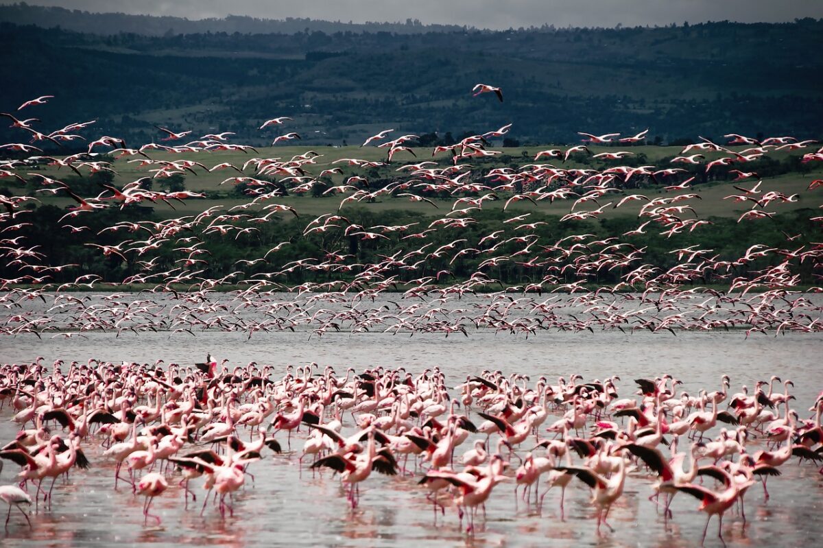 Safari Secrets: Unveiling Kenya's Wildlife Wonders 2 AD 4nXc7jTpp2Fymsgb7N29nKyHqNEtp tj3pRAoU7JMjco4jXeRUBQM4QpZIzyVOsAyeExX42rJ j3fkS53DI0WcnIm9BtWNWF5NnsTiRWezHvg444W1ayesEUTzAIH b8JG 3nqMv1Kg scaled