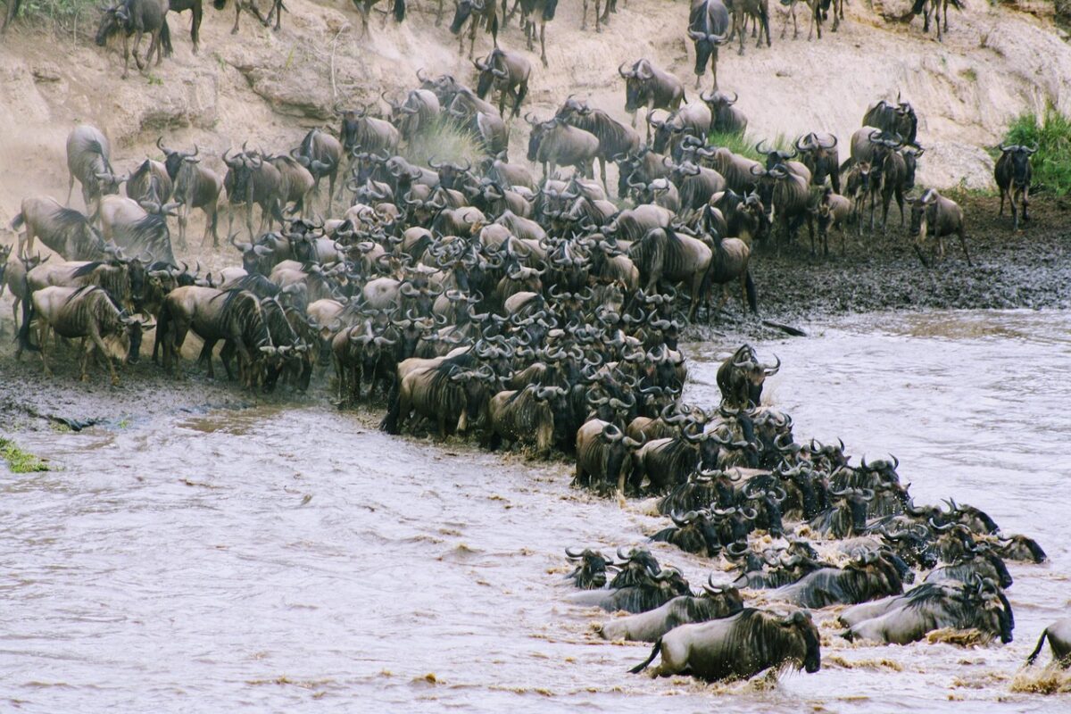 Safari Secrets: Unveiling Kenya's Wildlife Wonders 6 AD 4nXe4D0KLpZQLz9QRaw4EDf EqI4cGNETCNO1lKYgO2DilfYt7XV9YxtF2Qsxf6ymQdq4mXDbvDxLWK7BAdgNNBESMXQk0WH8sdtPXMx1A4tf7A8iHiZGNzB80IDseefDzvj3oXZ2Eg scaled