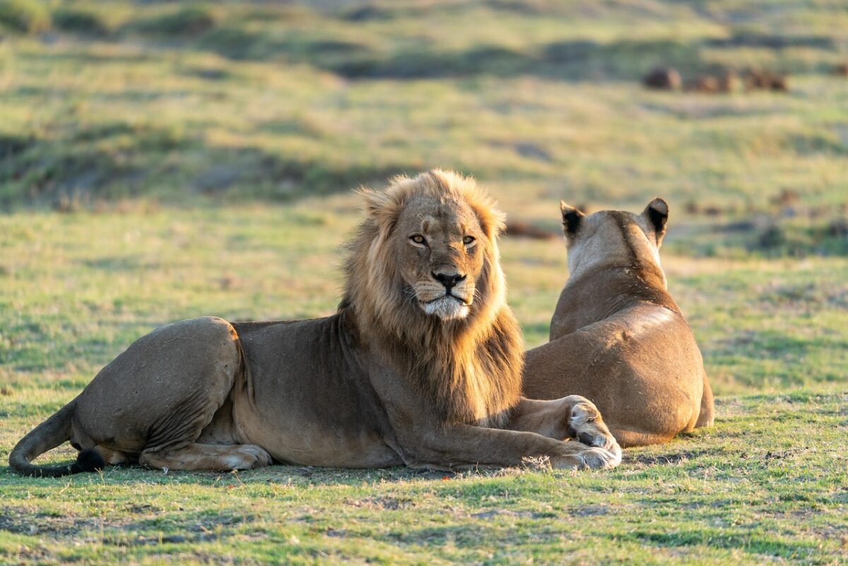 Safari Secrets: Unveiling Kenya's Wildlife Wonders 1 AD 4nXePDUPI2mLULNfjocfc1QvLWEyRs4cMub2IlDbGJSryVM80Fzc2rgnfE2AhIK7UWA2eGNtEGztMZFAEVuVtglkS7172PrK47ifxDp2jrpe1n gzEKsvfXIN cqbJ5Cf2G1lhiKFIA scaled
