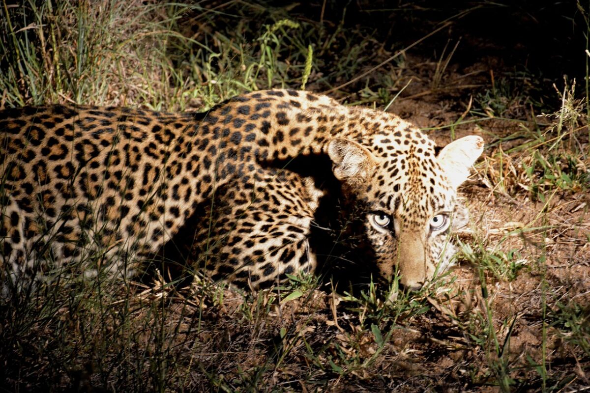 Safari Secrets: Unveiling Kenya's Wildlife Wonders 4 AD 4nXf2MrKuXZWksS2jO5SqhAMUAWjSrLwsckWEZj80NmS1P R5YZuP6 oAQFuB7B6qzB8ExKmYPjbiCAdeJ tF22dISXvLGvyNb AOv cX0fdTkaMQKt7xhjYkZk5Ybi4T1h 6B7TLdQ scaled