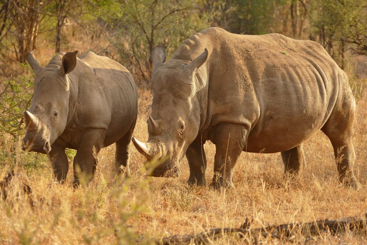 Safari Secrets: Unveiling Kenya's Wildlife Wonders 3 AD 4nXfG55mqbPbUw9CHD8sI6cwQ6oDQaexWjUPLUXohQ0iLDTPMGFCC7FMz2rN2L X0BiR21 7f9X00JUNR936BdirDwV 7Eqe424r xh NHh8rJqfeKxzDZX2N77mYCPbapR1WGso4 scaled