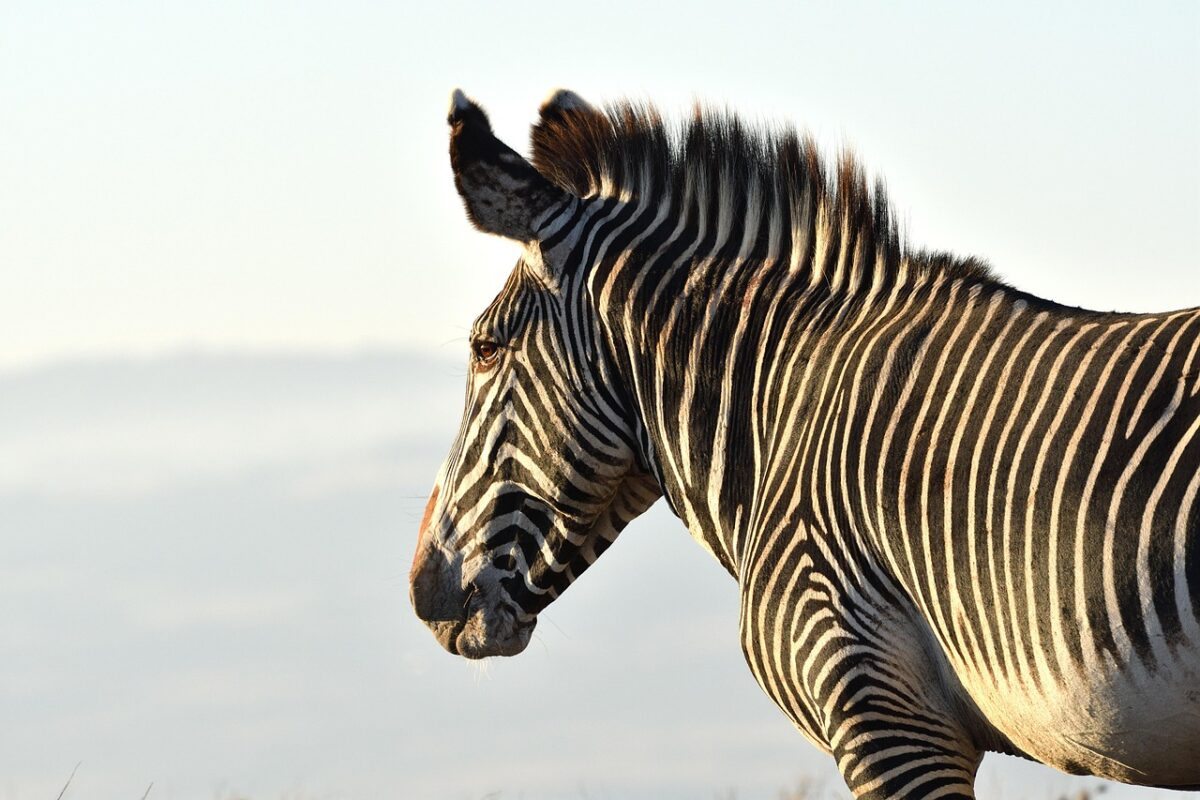 Safari Secrets: Unveiling Kenya's Wildlife Wonders 5 AD 4nXft1dmlvjjiF0YzA3on1xf2nsAXpCF Jx5Qn52zE5UpWVA13g15cpqsezfrg84B32NrrSLZVlCZwZ4Wmokt57lg4JGme7B ku7hT1ABkfXz8pP9 vzwFODwxHUnyYvV0w scaled