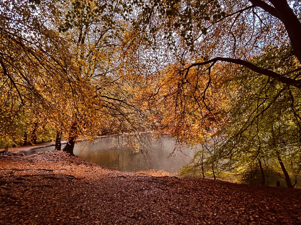 Reclaiming Home: Reflections on Returning 3 Waggoners wells autumn foliage