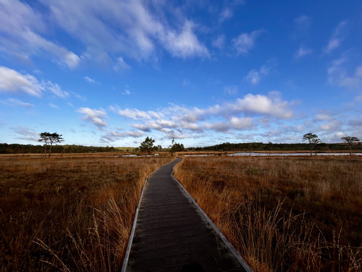 Reclaiming Home: Reflections on Returning 1 Thursley common boardwalk