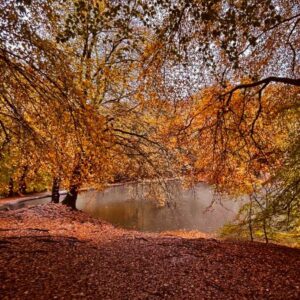 The Expat Mummy 2 Repatriation blog - autumn leaves